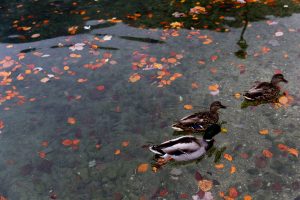 Ducks in a Pond at the Park 